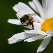 25th Jun 2015 - Bumble bee