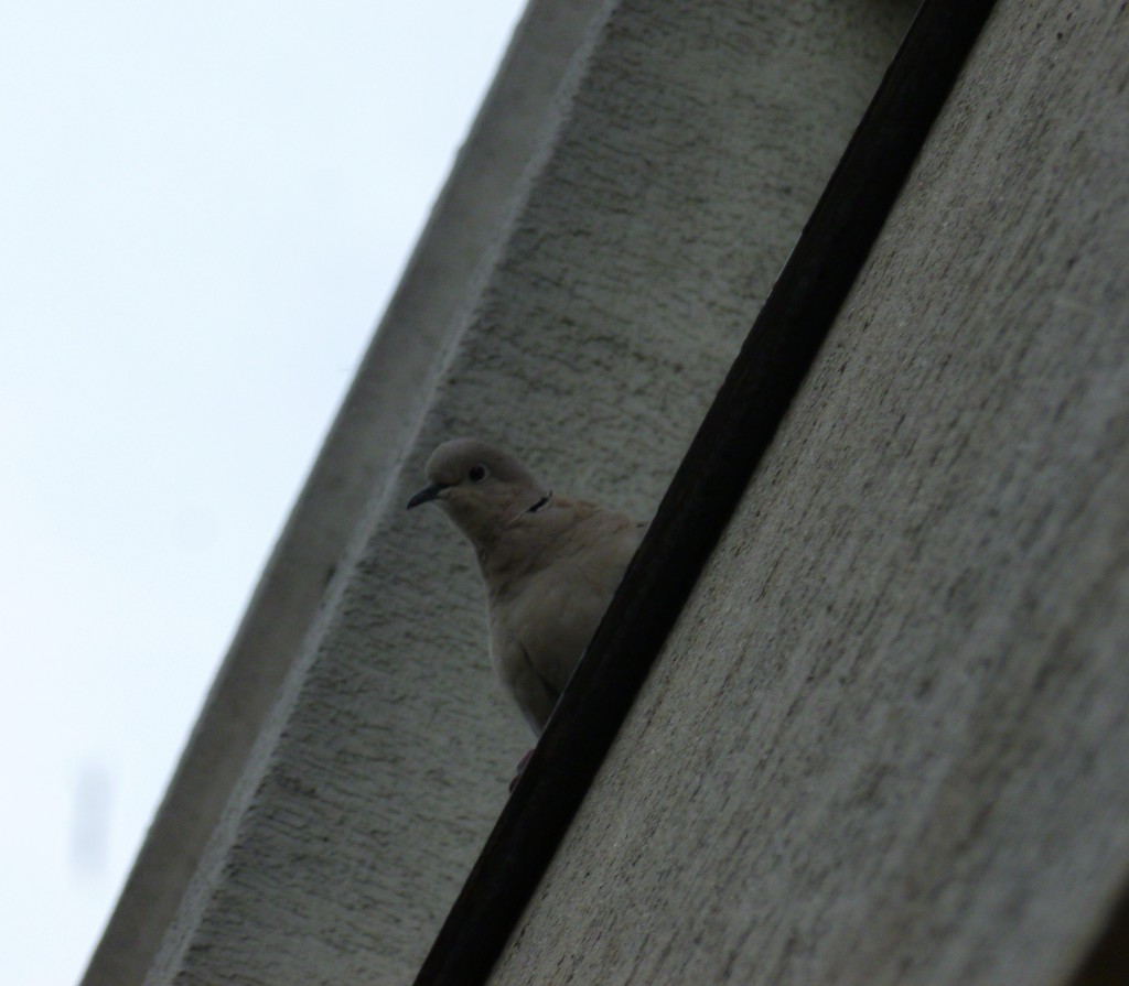 Curious dove by gabis