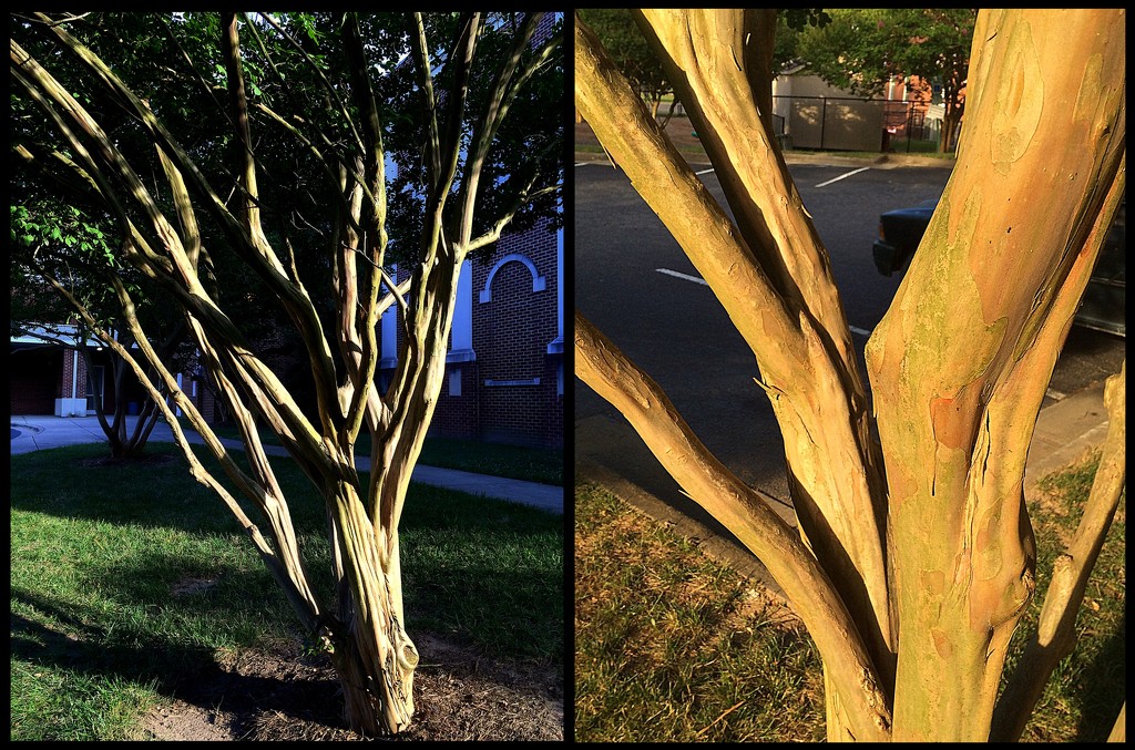 Crepe Myrtles are Nobly-kneed Trees! by homeschoolmom