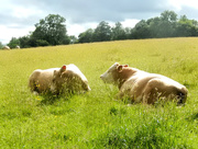 25th Jun 2015 - Cows in the meadow.....
