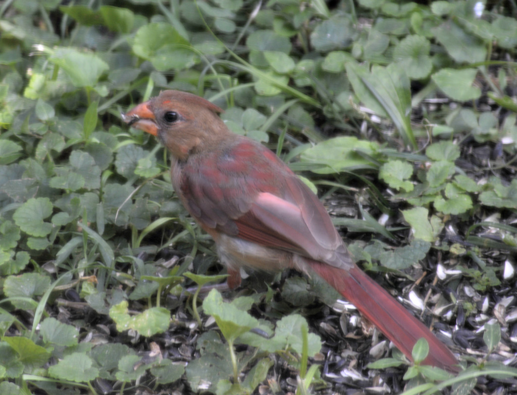 Young Female Cardinal by mej2011