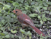 25th Jun 2015 - Young Female Cardinal