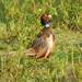 Pheasant - 30 Days Wild 25 by flowerfairyann