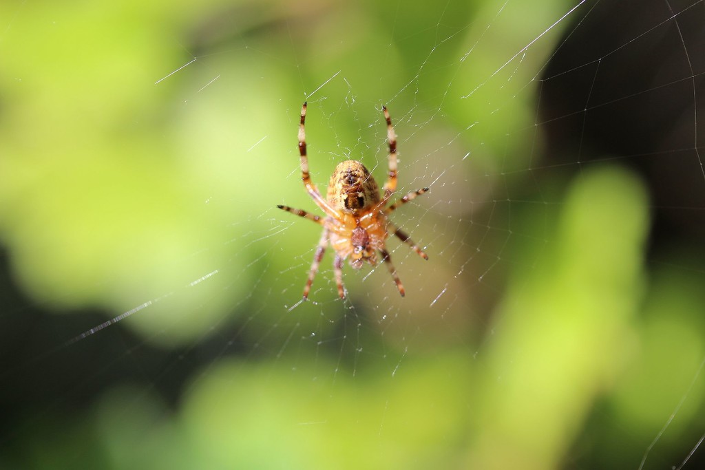 Garden Spider by oldjosh