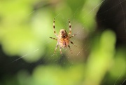 24th Jun 2015 - Garden Spider