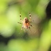 Garden Spider by oldjosh