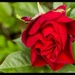 24th June 2015    - Red Rose by pamknowler