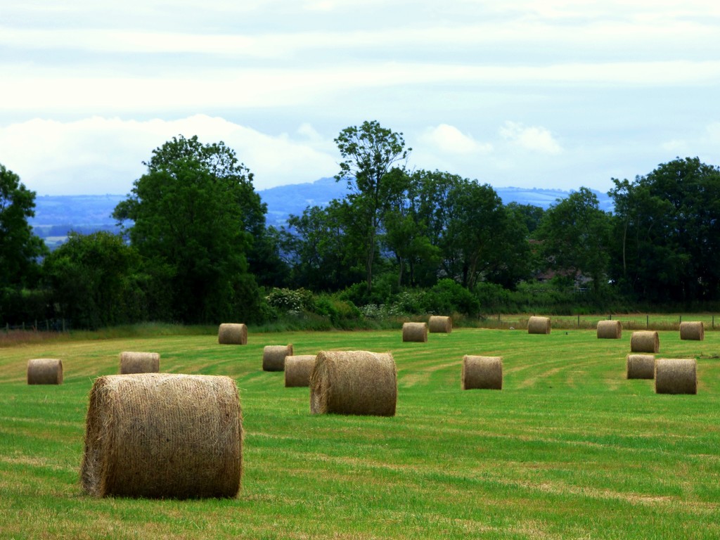 All baled up by julienne1