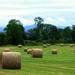 All baled up by julienne1