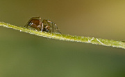 25th Jun 2015 - Tiny Spider