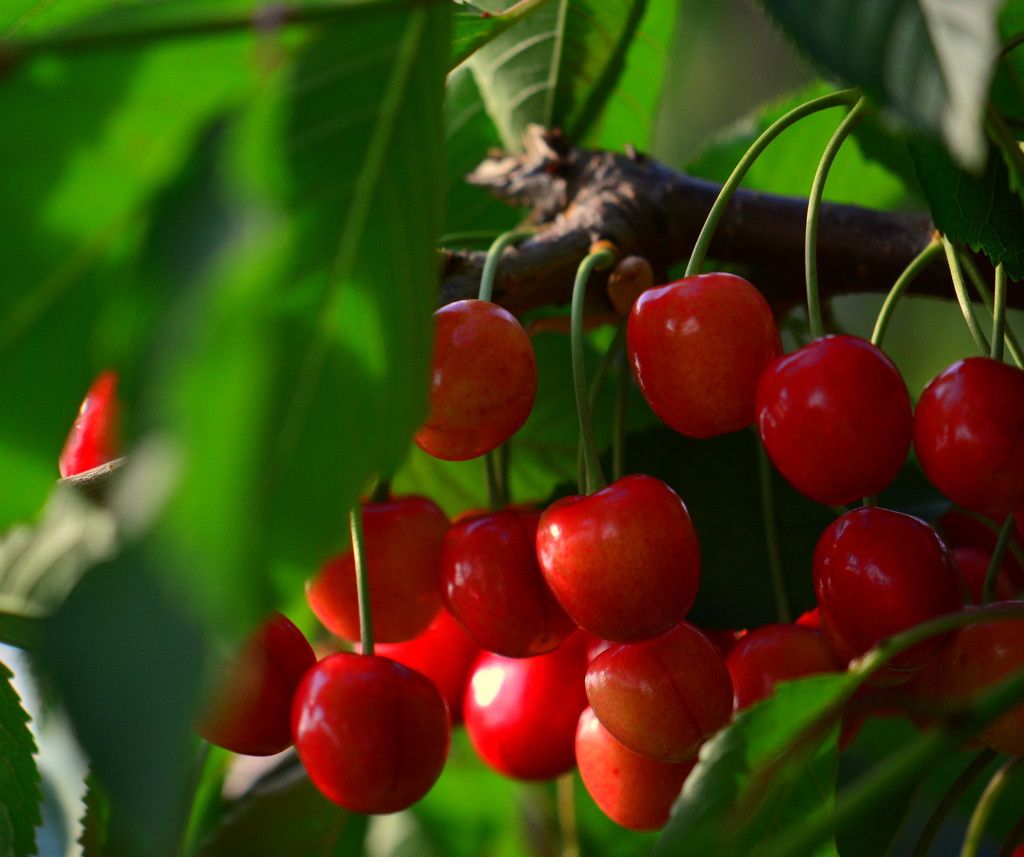 Sweet Cherries - Almost Ready by jayberg