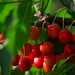 Sweet Cherries - Almost Ready by jayberg