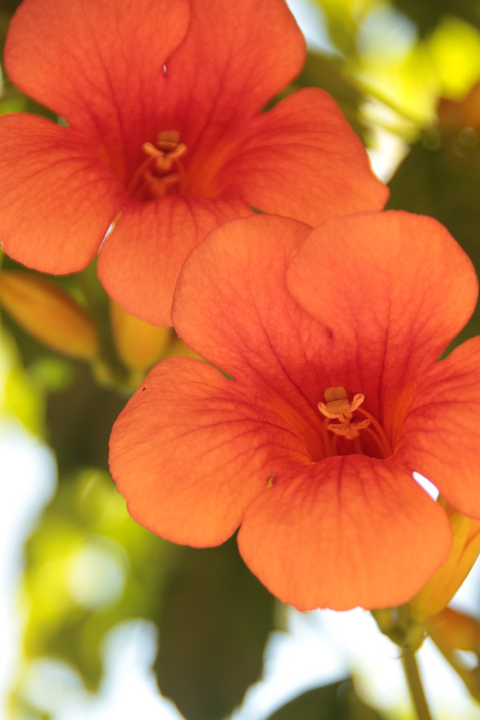 Orange flowers by belucha