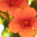 Orange flowers by belucha