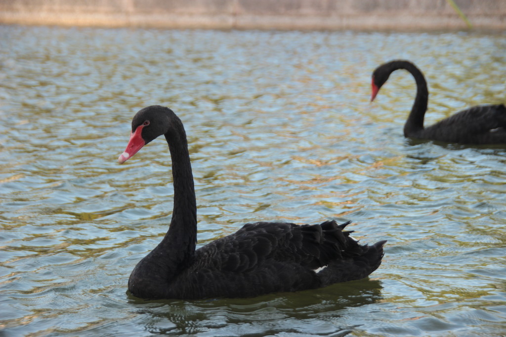 Black swan by belucha