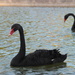 Black swan by belucha
