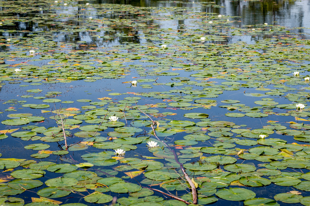 Lily pads by tracymeurs
