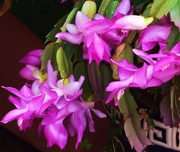 26th Jun 2015 - Pretty Zygo Cactus Flowers.