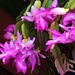 Pretty Zygo Cactus Flowers. by happysnaps