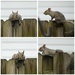 Squirrel Collage by rickster549
