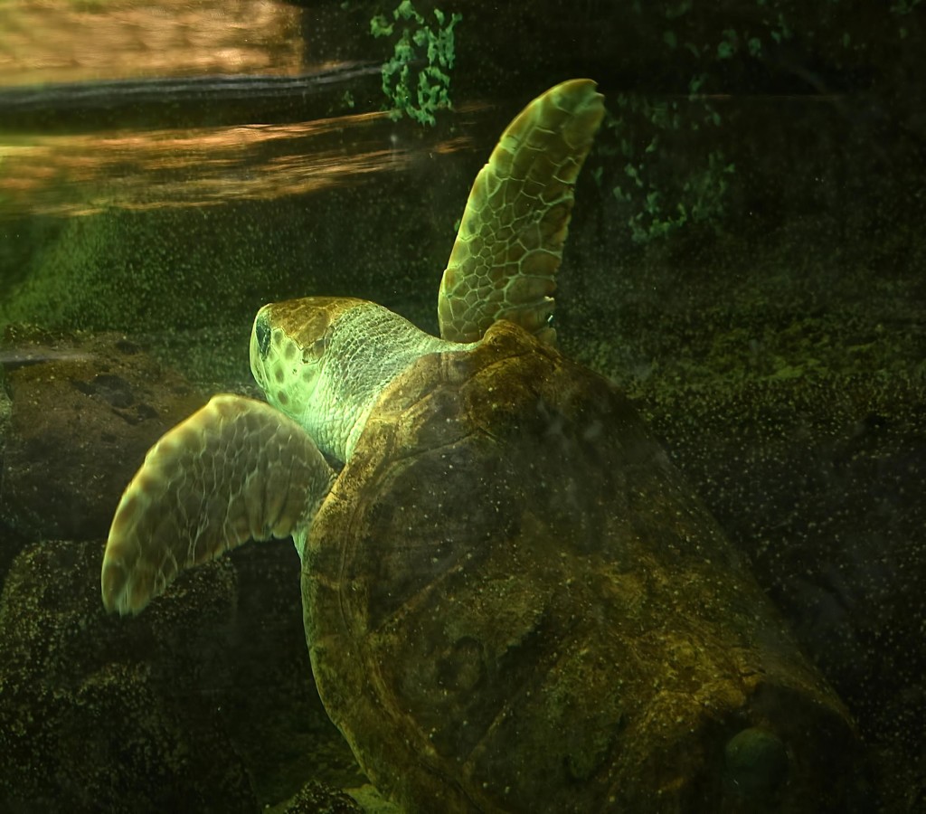 Little Sea Turtle by joysfocus