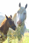 25th Jun 2015 - Brown and White