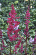 25th Jun 2015 - Astilbe