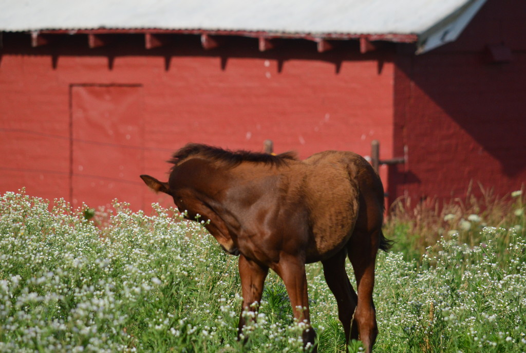 Colt in Tall Grass Near Red Barn by kareenking