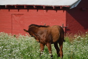 25th Jun 2015 - Colt in Tall Grass Near Red Barn