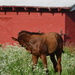Colt in Tall Grass Near Red Barn
