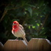 Finch on a fence! by homeschoolmom
