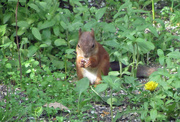 10th Jun 2015 - Squirrel