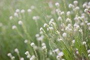 25th Jun 2015 - Pretty white weeds