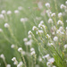 Pretty white weeds by kiwichick