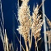 Reeds against the Blue Water by leestevo