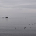 Ducks and Old Wooden Pier by frequentframes