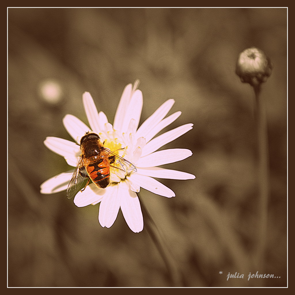 Daisy and Bee... by julzmaioro