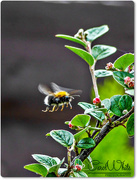 26th Jun 2015 - Busy Bee