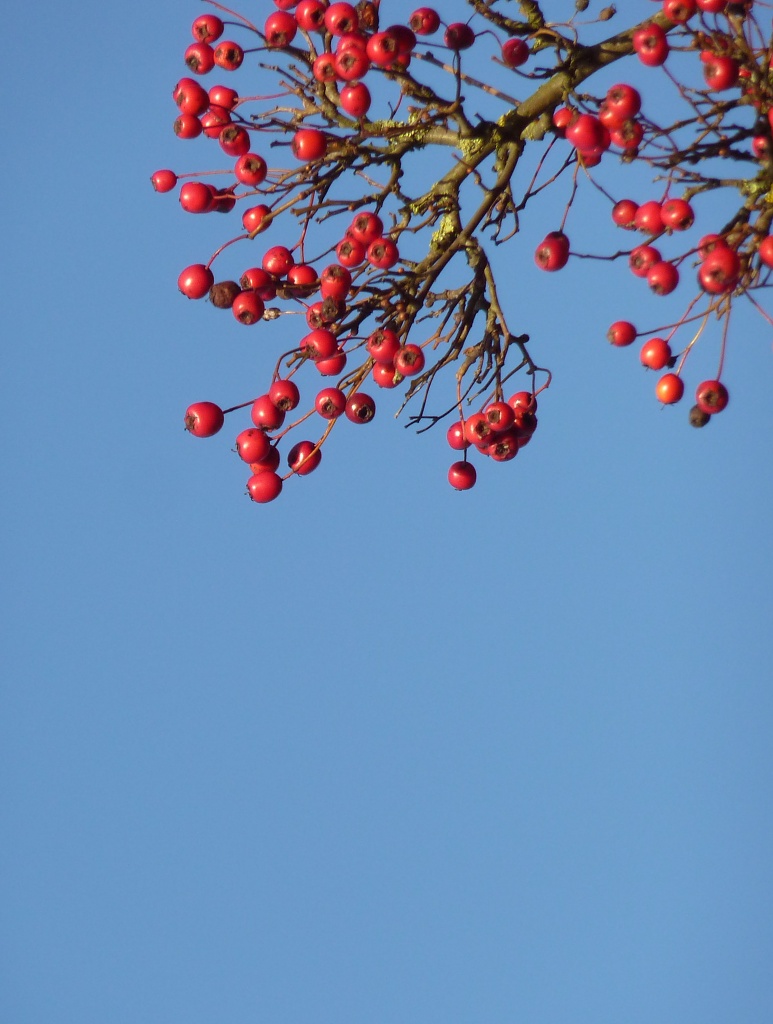 Bright Berries by helenmoss