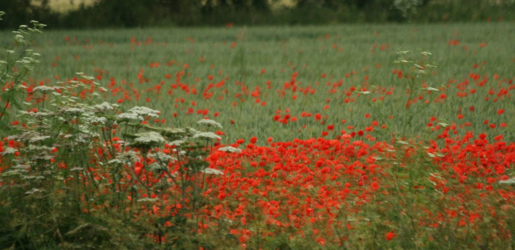 Staffordshire poppy field by orchid99
