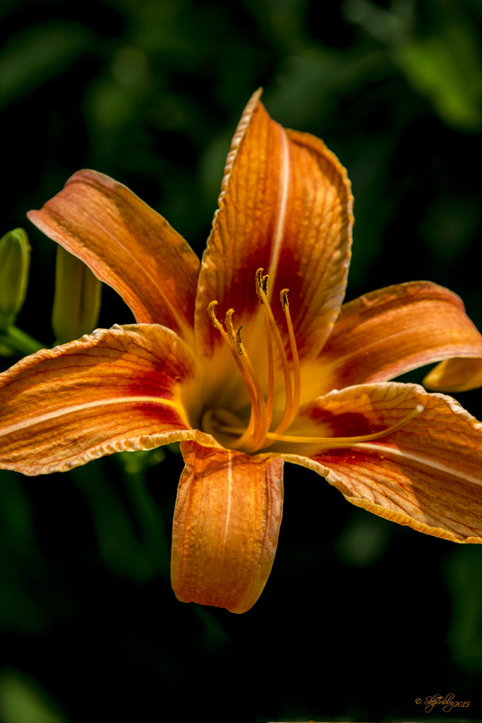 Day Lily by skipt07
