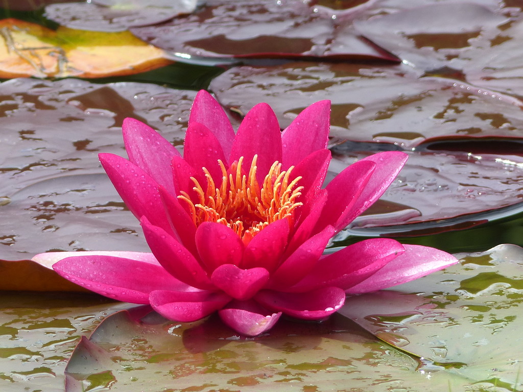  Water Lily by susiemc