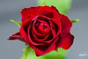 26th Jun 2015 - Red rose