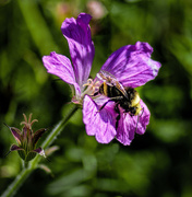 26th Jun 2015 - Bee On Wild Geranium