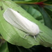 White moth by bruni