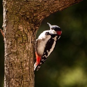 25th Jun 2015 - Woodpecker 
