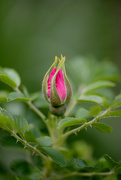 26th Jun 2015 - A rose bud!