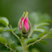 A rose bud! by fayefaye
