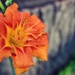 Orange Daylily by mhei