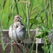 Song Sparrow by rob257